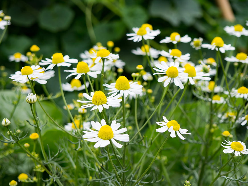 Close-up of White and Yellow Chamomile Flowers in Garden