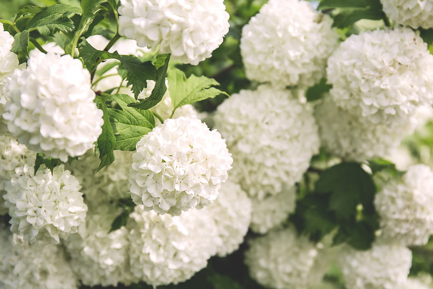 Close-up of white hydrangea flowers with green leaves