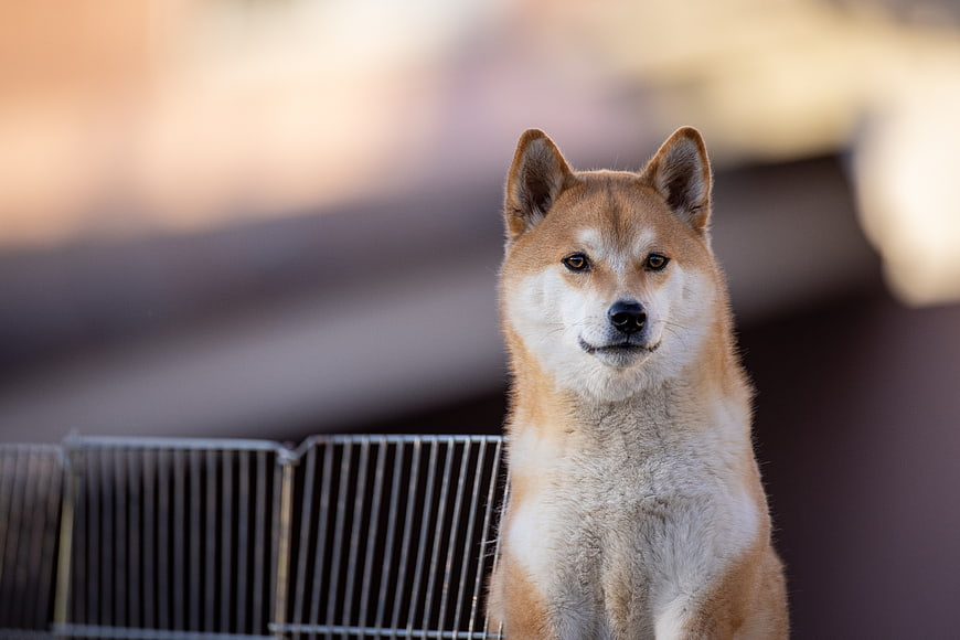 Portrait of a Shiba Inu Dog Sitting Outdoors