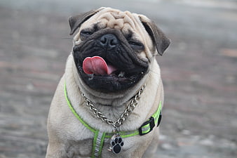 Cute pug dog with funny expression licking nose