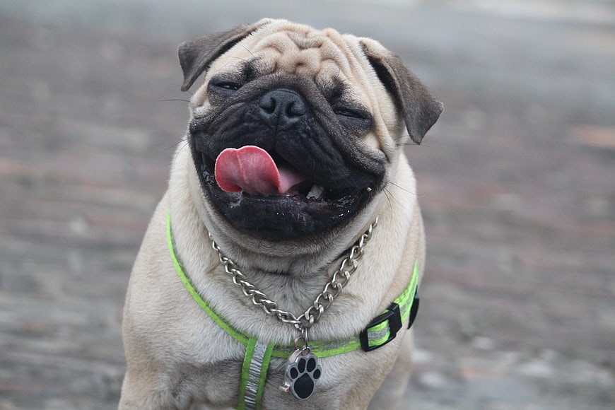 Cute pug dog with funny expression licking nose