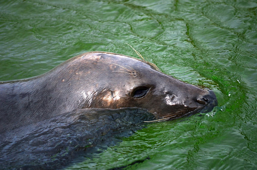 Close-up of a sea lion swimming in green water