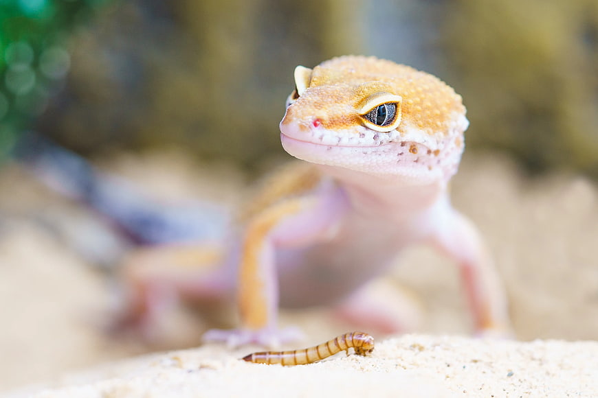 Close-up of Leopard Gecko Eating Mealworm