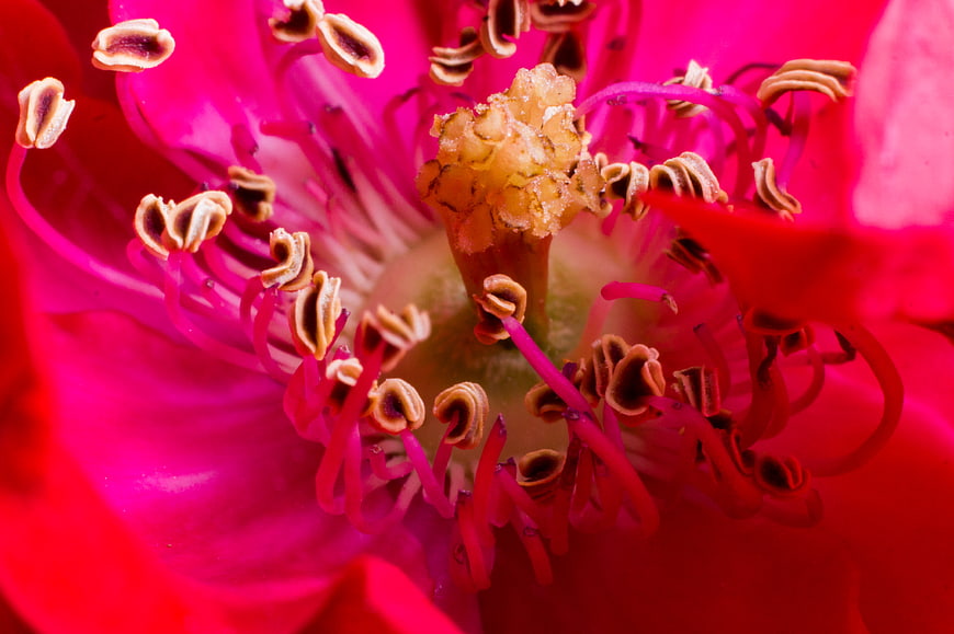 Macro photography of vibrant pink flower stamen and pistil