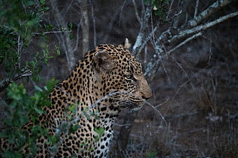 Leopard in profile amidst dense forest foliage
