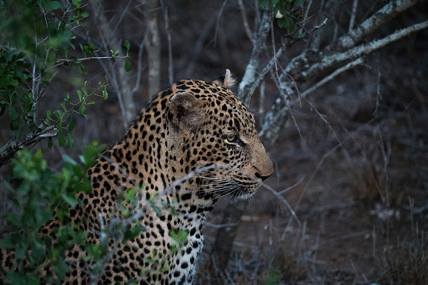 Leopard in profile amidst dense forest foliage