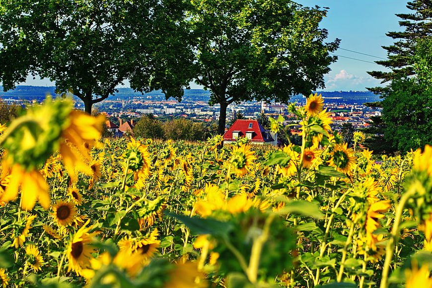 Vibrant sunflower field with cityscape and red-roofed house