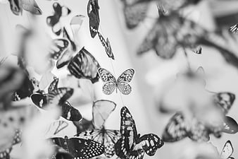 Black and white hanging butterfly decorations with shallow depth of field