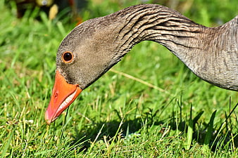 Close-up of a Greylag Goose Grazing in Green Grass