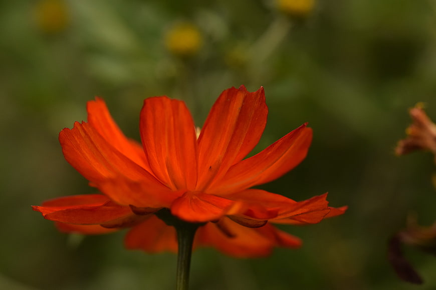 Vibrant Orange Cosmos Flower Close-Up