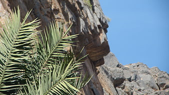 Palm fronds against rocky cliff and blue sky