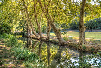 Serene River Landscape with Reflecting Trees and Green Foliage