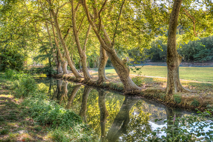 Serene River Landscape with Reflecting Trees and Green Foliage