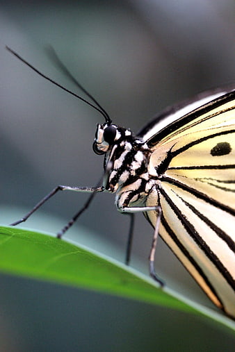 Close-up of a Zebra Longwing Butterfly on a Green Leaf