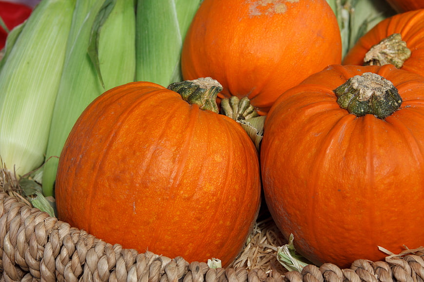 Fresh Orange Pumpkins And Corn In Woven Basket