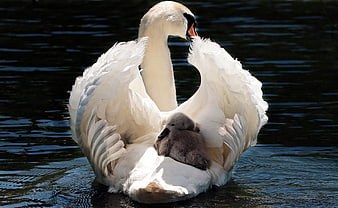 Mother swan protecting cygnet on dark water