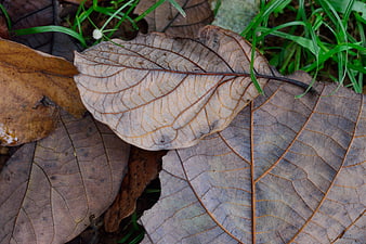 Close-up of dried brown leaves on green grass