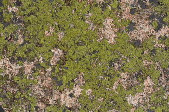 Green Moss and Lichen Texture on Granite Rock Surface