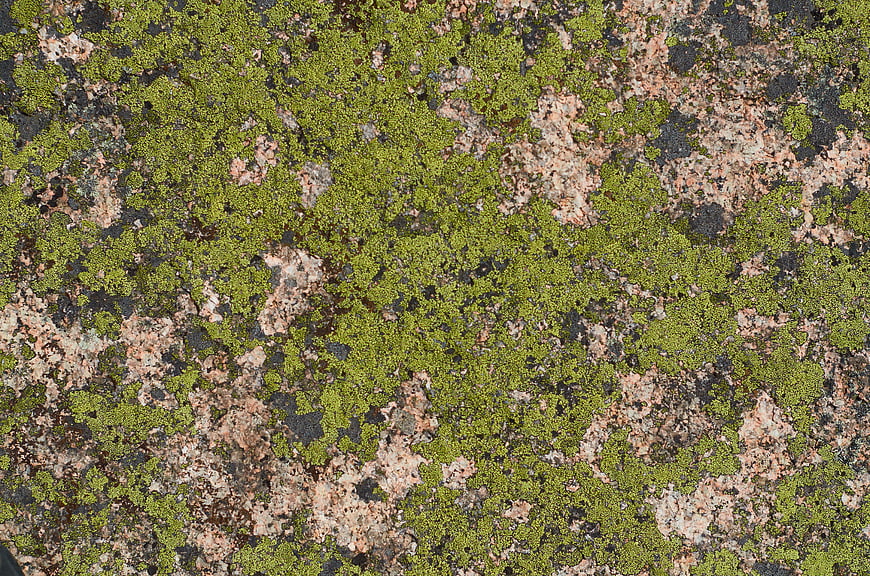 Green Moss and Lichen Texture on Granite Rock Surface