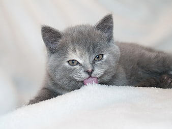 Cute gray kitten licking white fluffy blanket