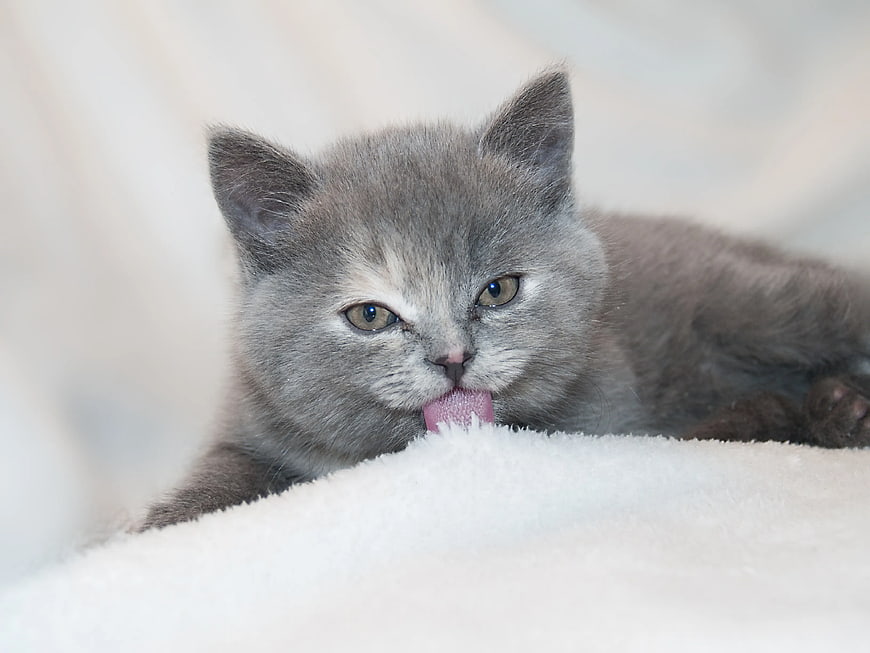 Cute gray kitten licking white fluffy blanket