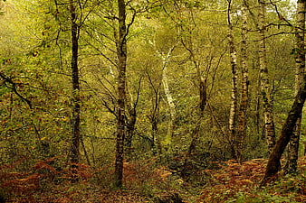 Dense autumn forest with birch trees and ferns