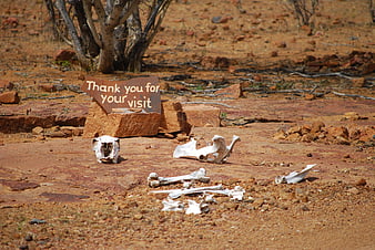 Animal Skeleton and Sarcastic Thank You Sign in Red Desert Landscape