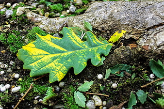 Green and yellow oak leaf on mossy forest floor