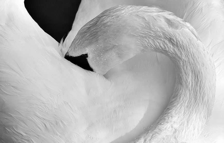 Close-up black and white swan preening feathers