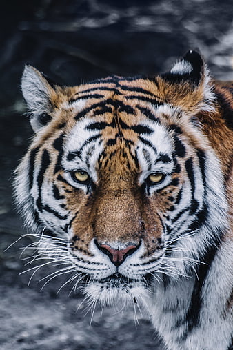 Close-up portrait of a tiger looking directly at camera