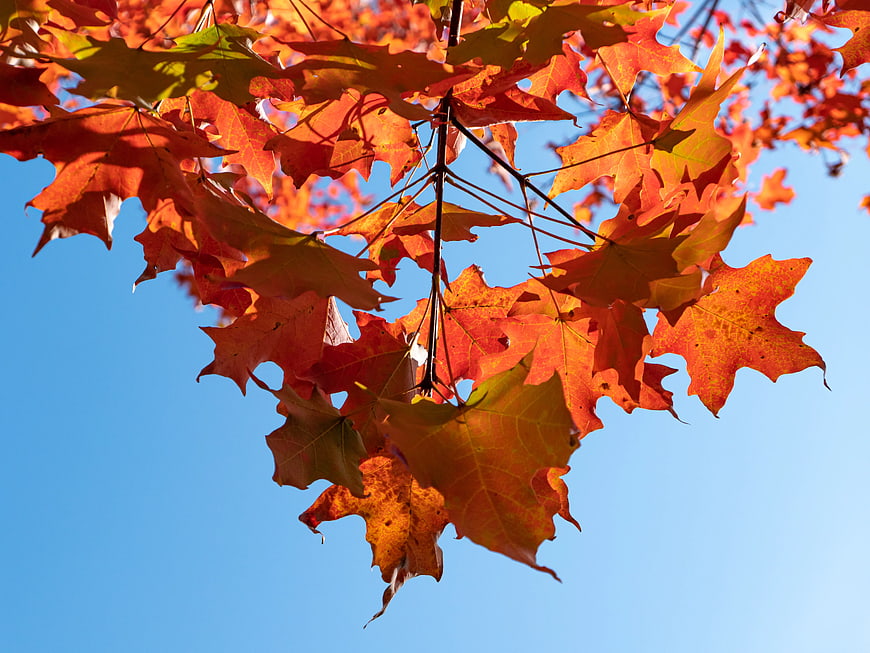 Vibrant Orange Maple Leaves Against Blue Sky