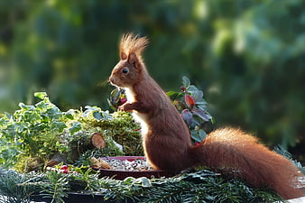 Red squirrel eating seeds in winter garden setting