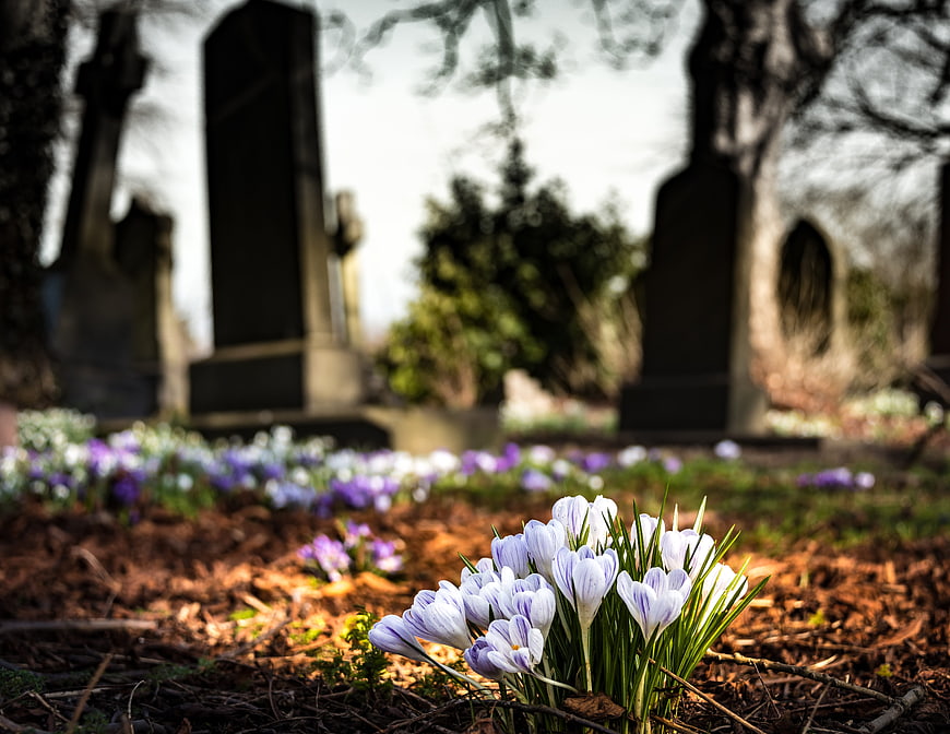 White and purple crocuses blooming in a cemetery with blurred gravestones