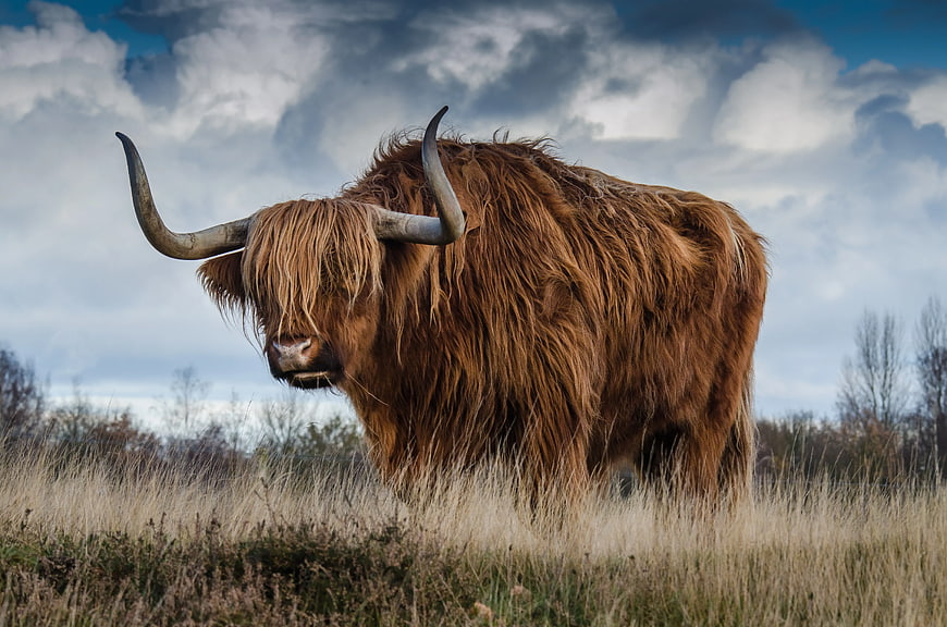Majestic Highland Cow Standing in Grassy Field