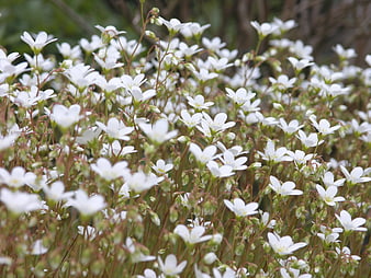 Field of delicate white flowers in natural setting