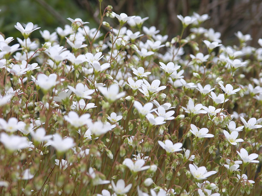 Field of delicate white flowers in natural setting