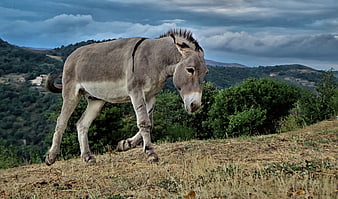 Donkey Walking On Grassy Hillside With Dramatic Cloudy Sky