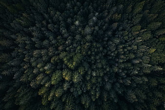 Aerial View of Dark Dense Evergreen Forest Canopy