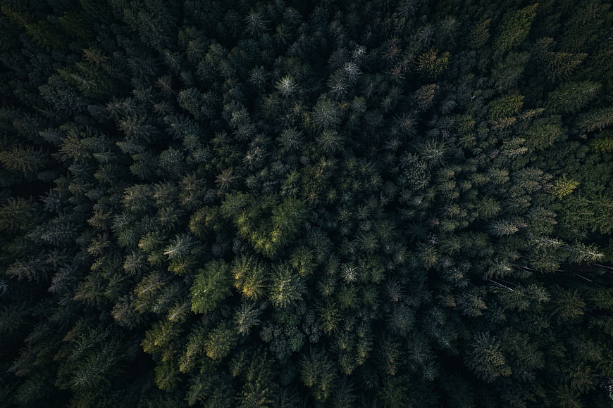 Aerial View of Dark Dense Evergreen Forest Canopy