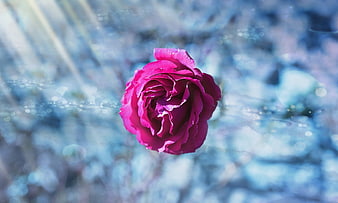 Vibrant Pink Rose Close-Up with Blue Bokeh Background