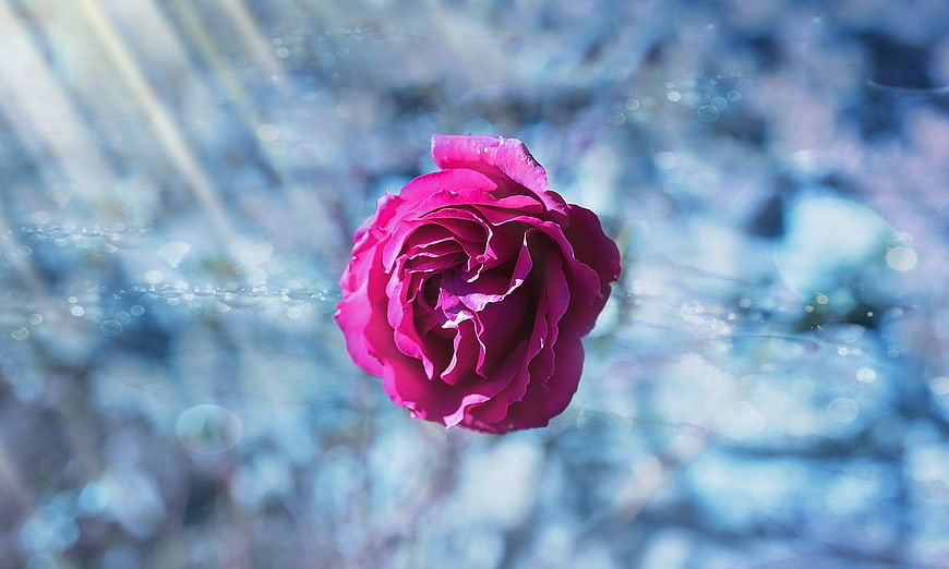 Vibrant Pink Rose Close-Up with Blue Bokeh Background