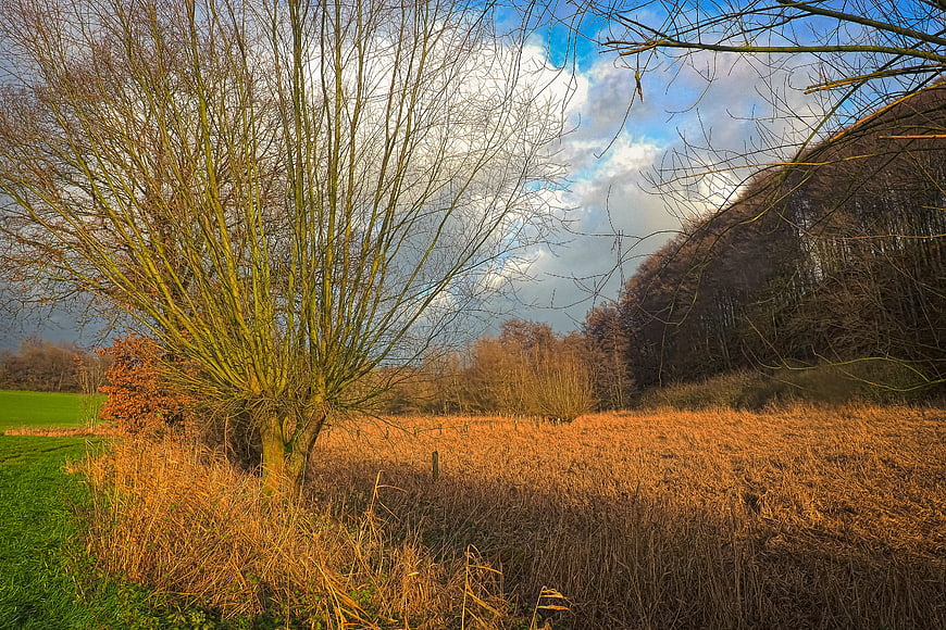 Golden sunlight on reed marsh and bare tree in winter landscape