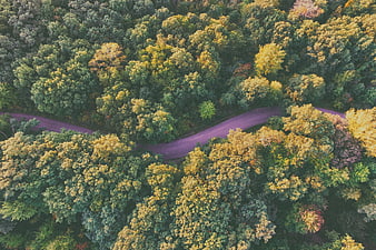 Aerial View of Winding Road Through Autumn Forest