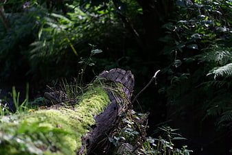 Mossy Log in Dark Forest with Ferns