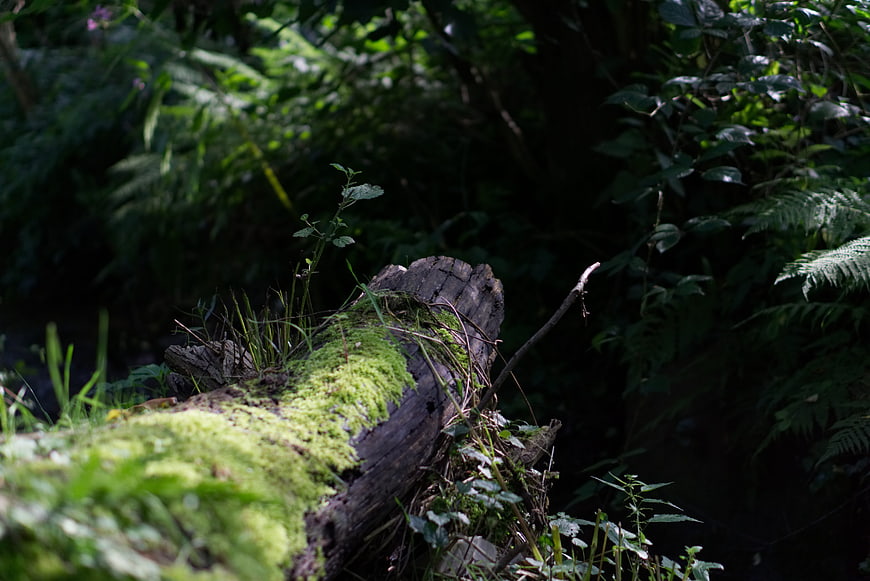 Mossy Log in Dark Forest with Ferns