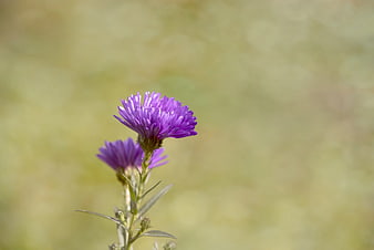 Purple Aster Flower with Blurred Green Background