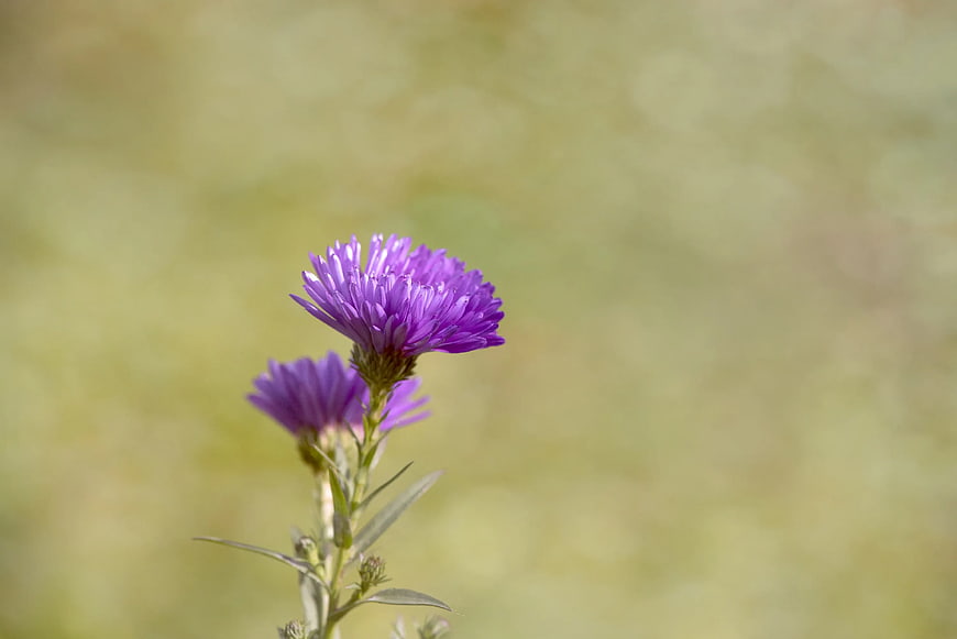 Purple Aster Flower with Blurred Green Background