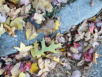 Autumn Leaves Scattered on Stone Pathway