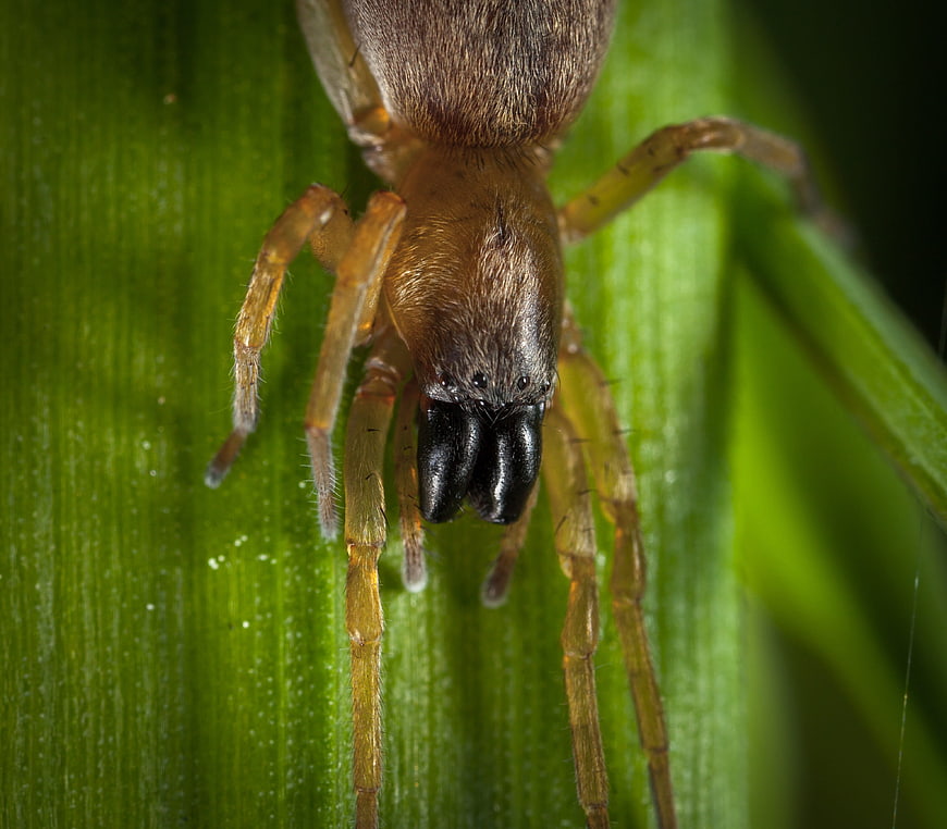 Macro Close-Up of Brown Spider on Green Leaf