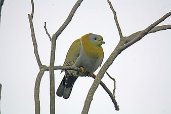 Yellow-footed Green Pigeon Perched On Bare Tree Branch